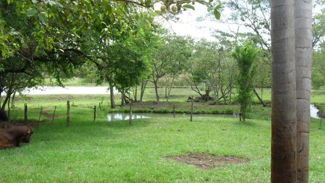 Belíssimo sitio com Mogno Africano - Sítio Espetacular de 62.500m² - Foto 5