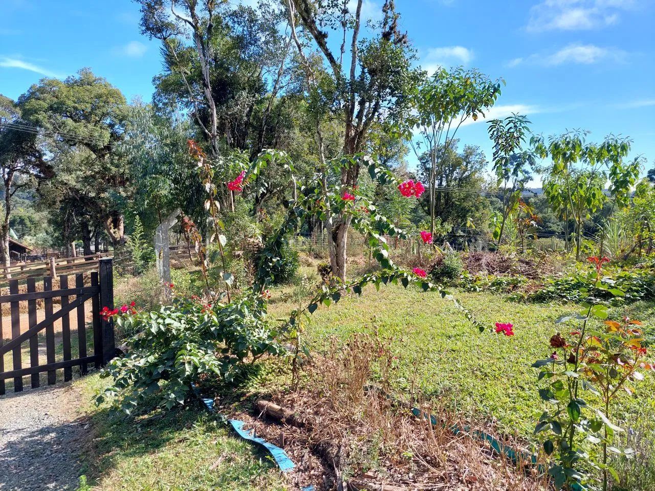 foto - Piên - Trigolândia