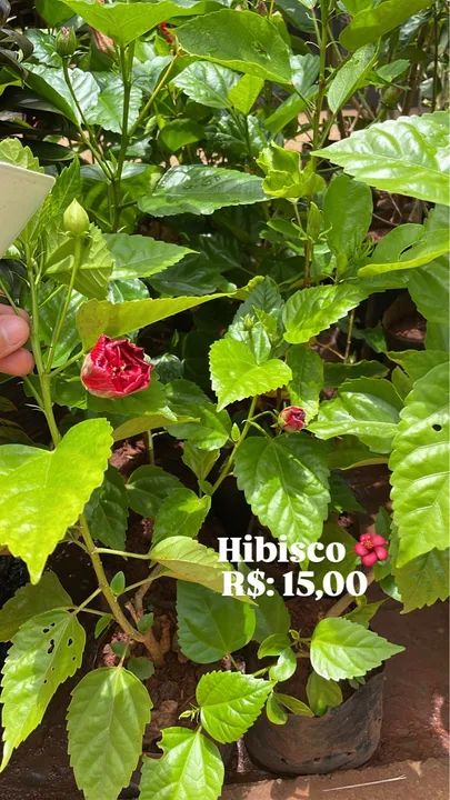 Mudas de Hibisco 
