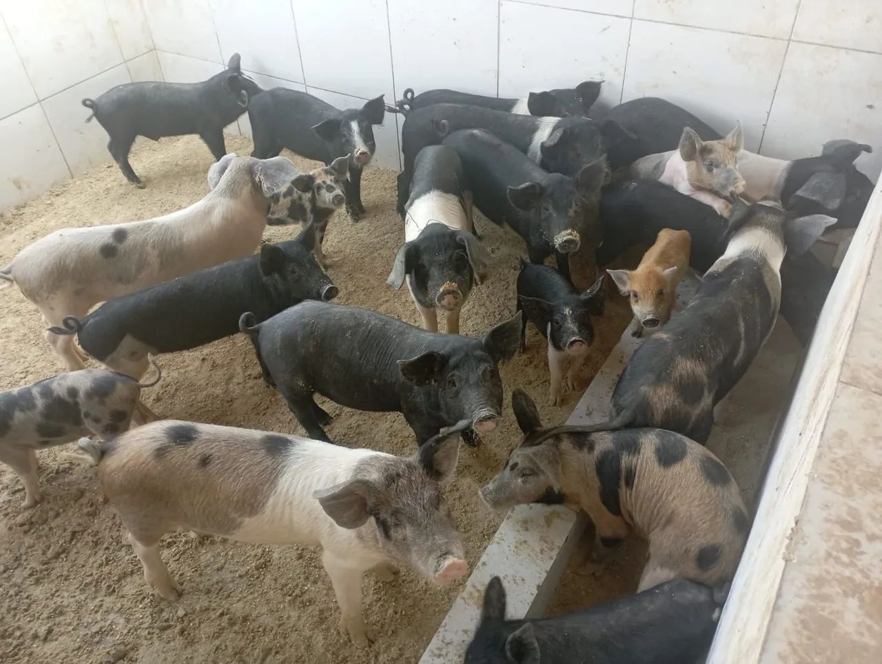 Venda de Porcos e Leitões - PROMOÇÃO DE NATAL/ RÉVEILLON  - Foto 4