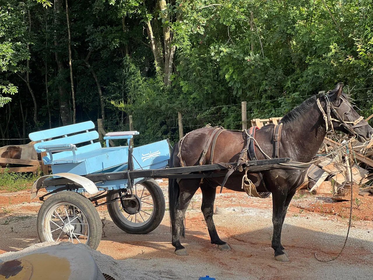 Cavalo bem manso com charrete  - Foto 4