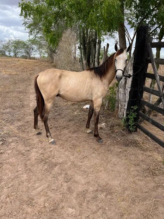 Potro Registrado - Foto 2