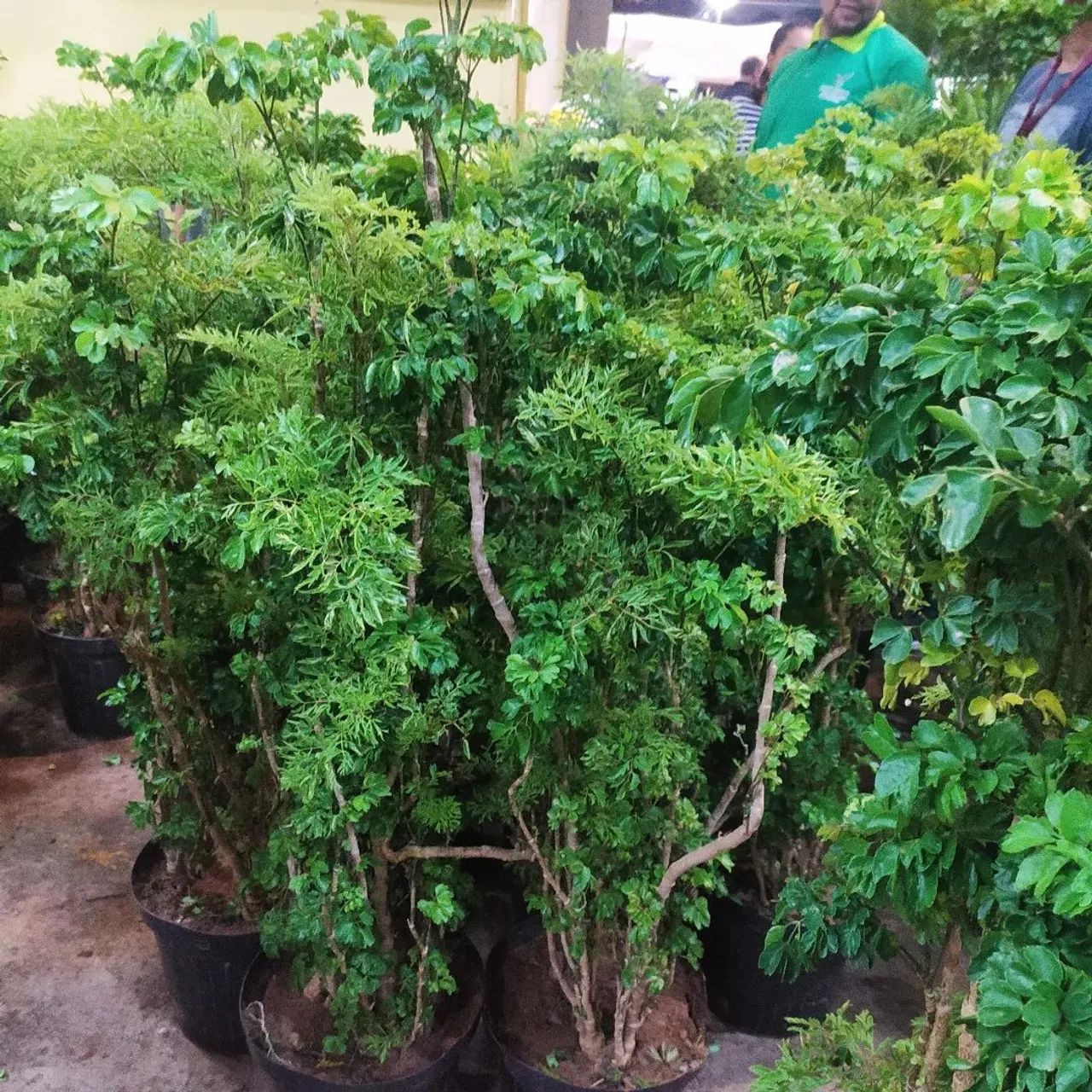Plantas grandes e lindas  - Foto 2
