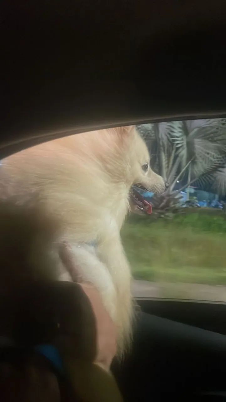 Doação espitz alemão porte grande