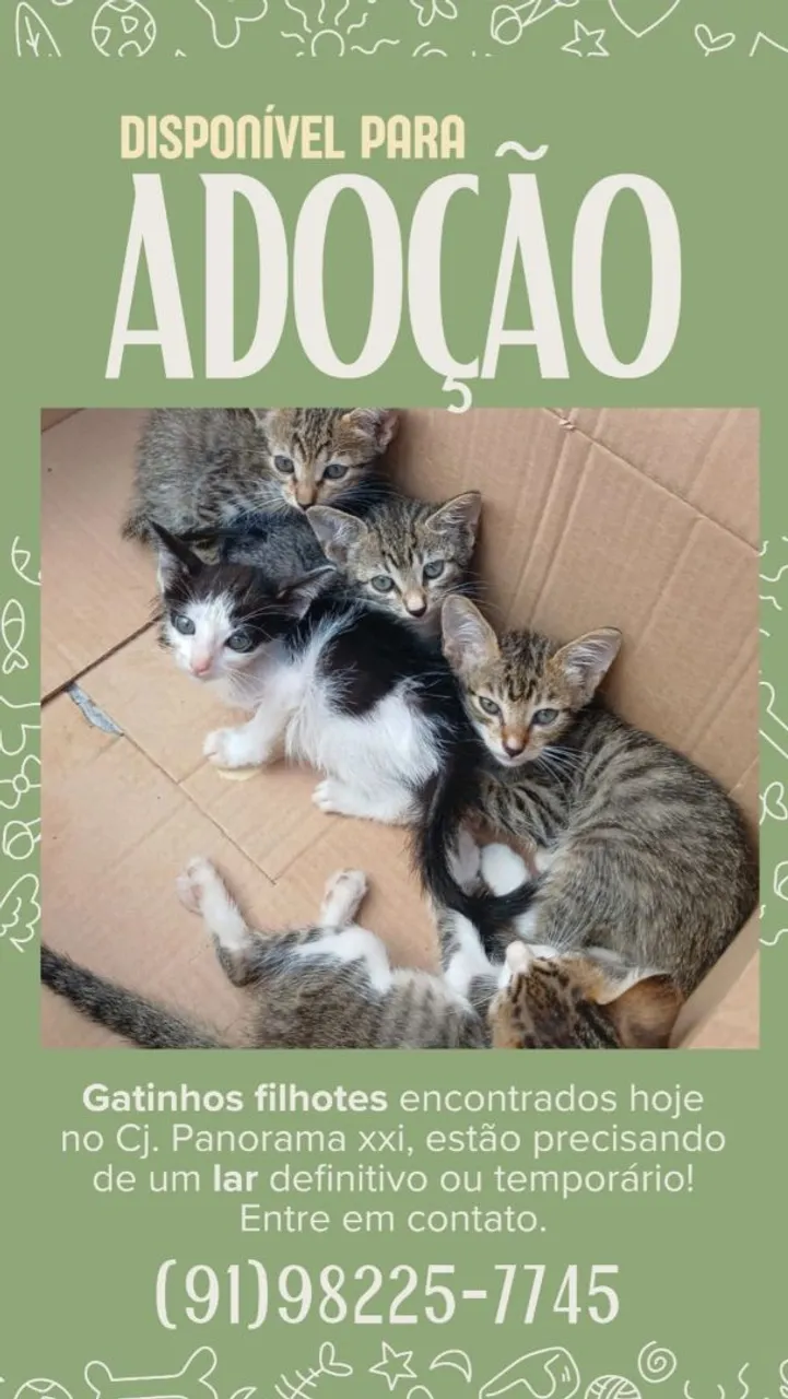 Gatinhos filhotes para adoção