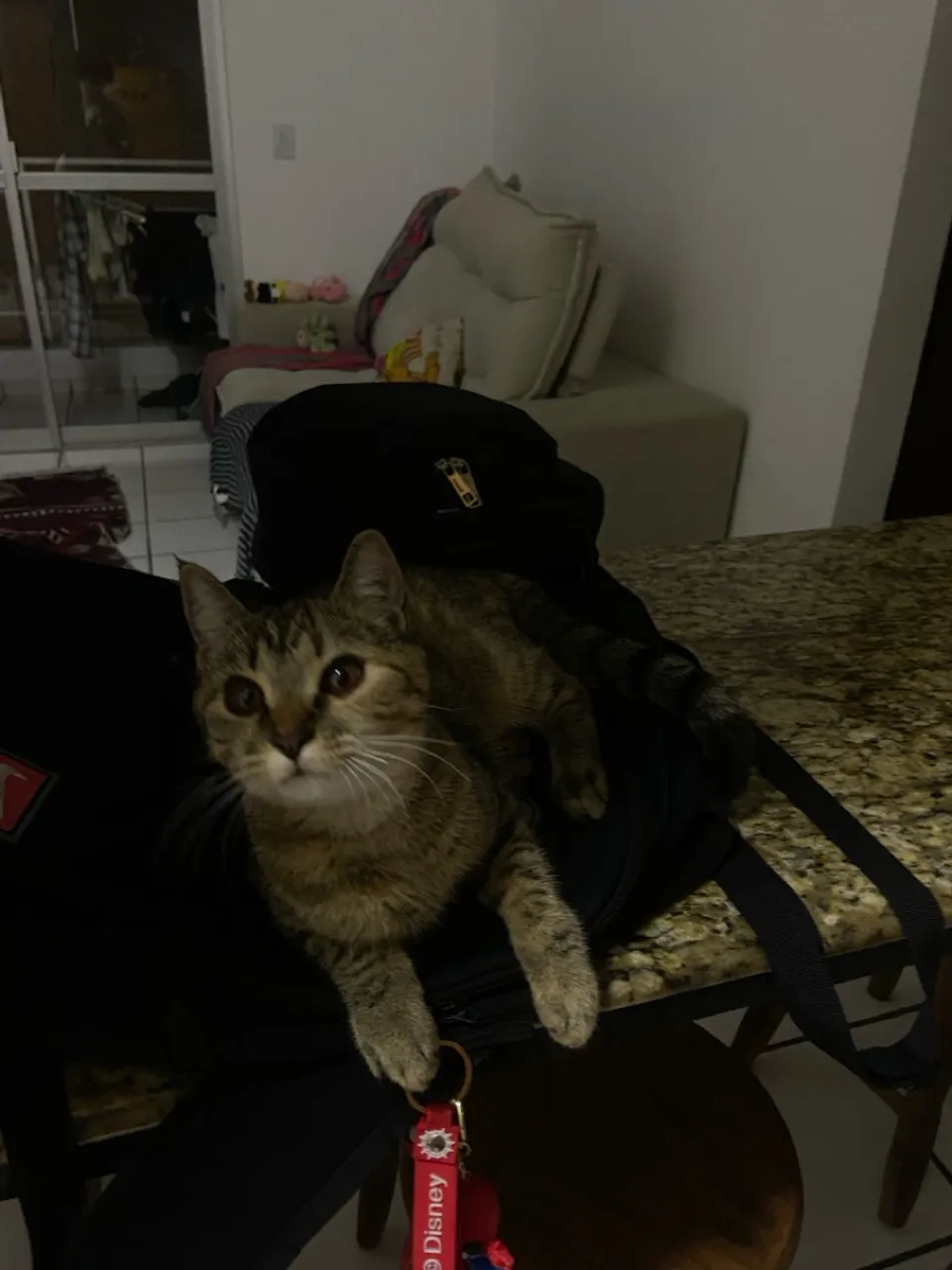Gatinha para adoção
