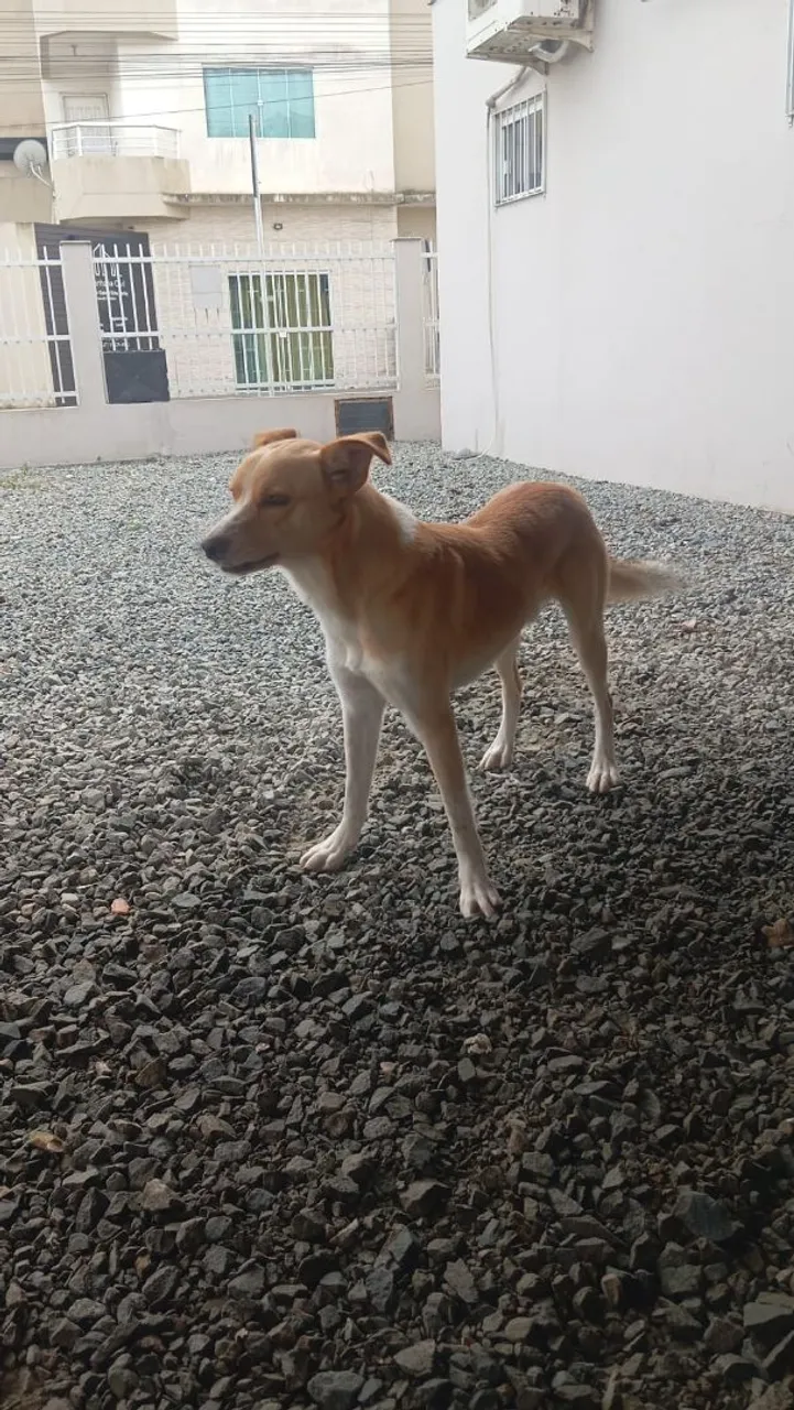 Cão de porte médio para adoção, Caramelo +350 reais