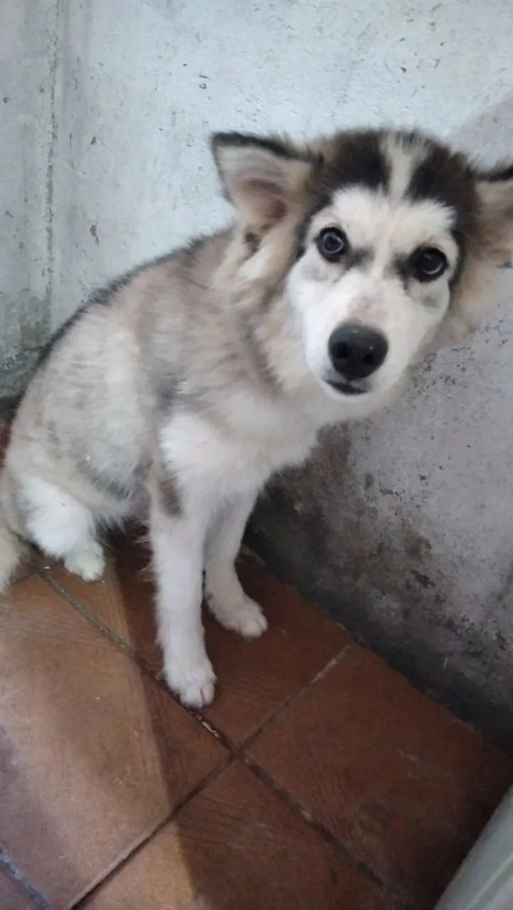 Filhote de Husky Siberiano disponível