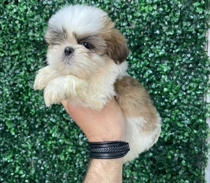 Filhote de Shih Tzu macho para exigentes!!!