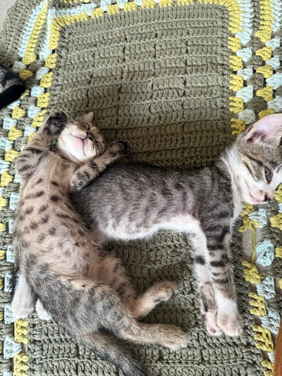 Doa-se gatinhos macho e fêmea 