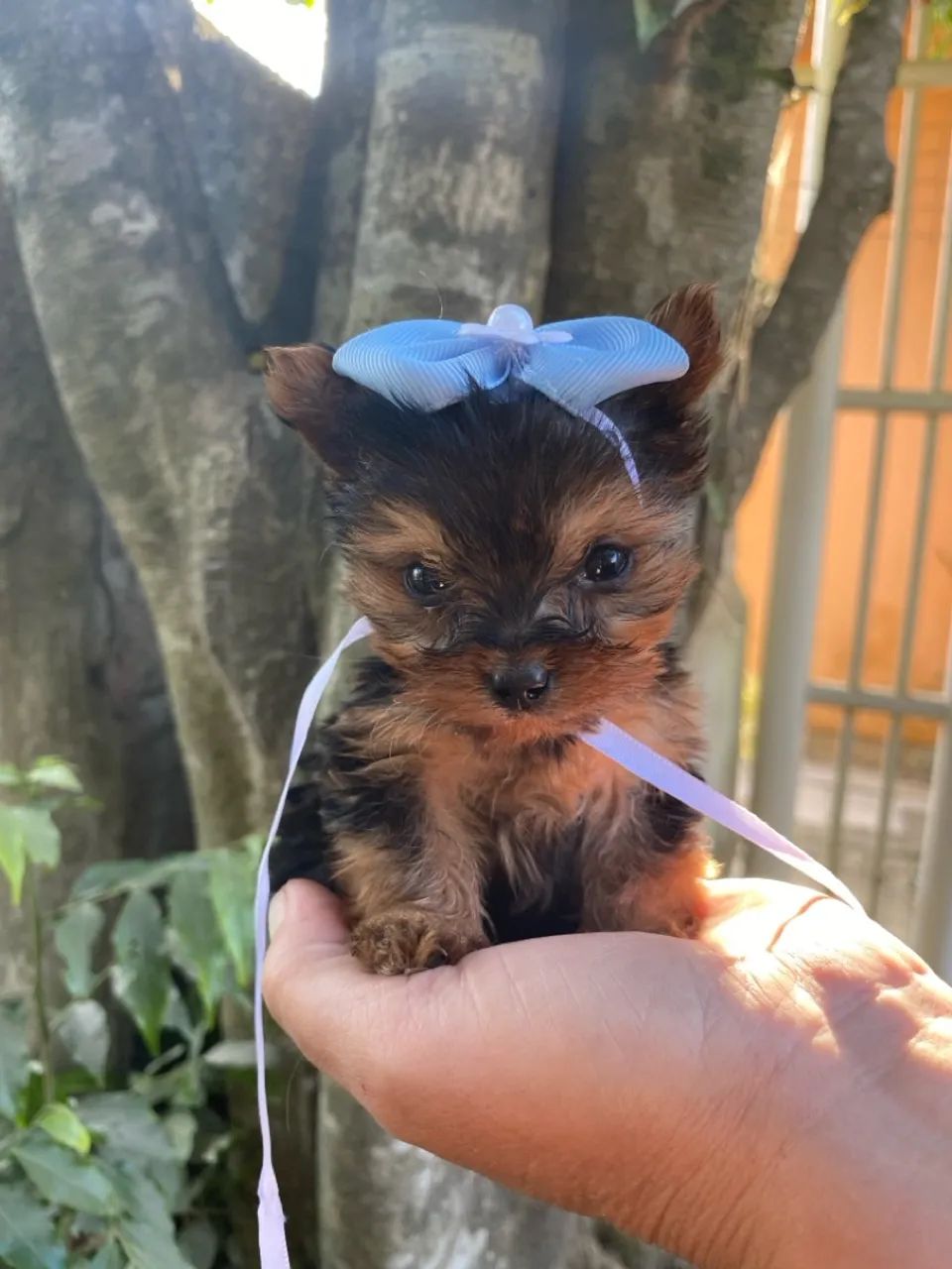 Yorkshire Mini Toy Olx Interesting Facts Everything About Yorkies