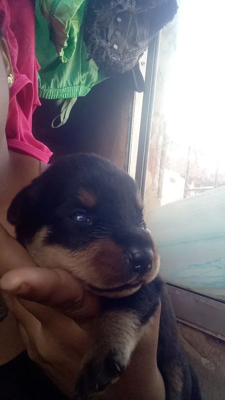 Filhote de Rottweiler - Foto 5