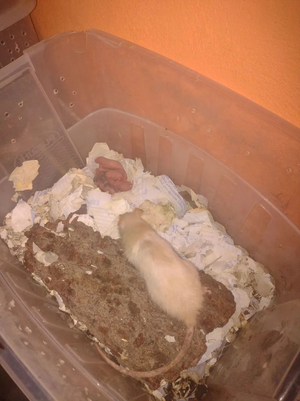 Rata fêmea com 9 filhotes