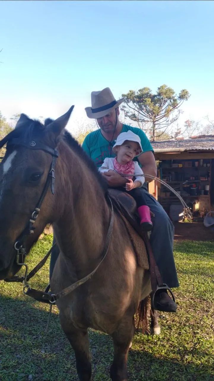 Cavalos crioulos  - Foto 4