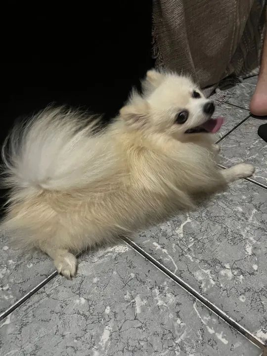 Cachorro Spitz Alemão Macho - Foto 2