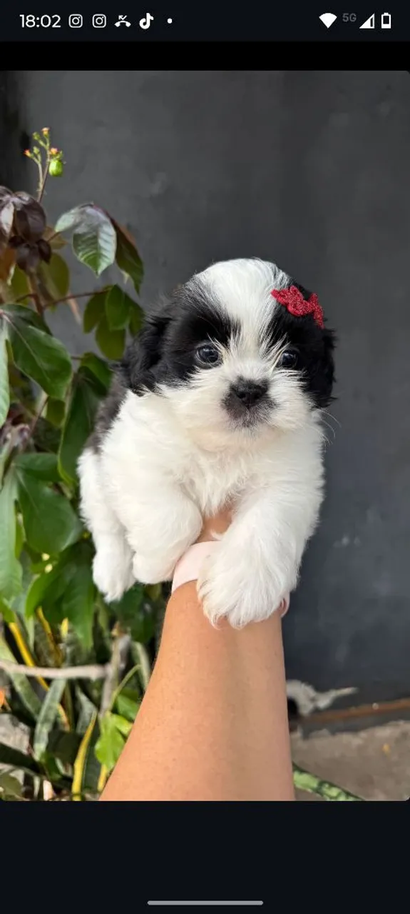 Filhote Shih Tzu disponível