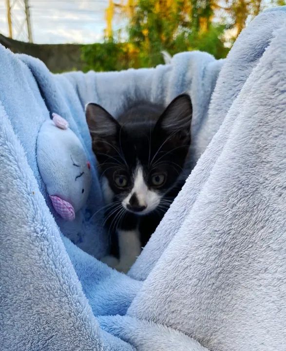 Gatinhos fofinhos para adoção - Foto 4