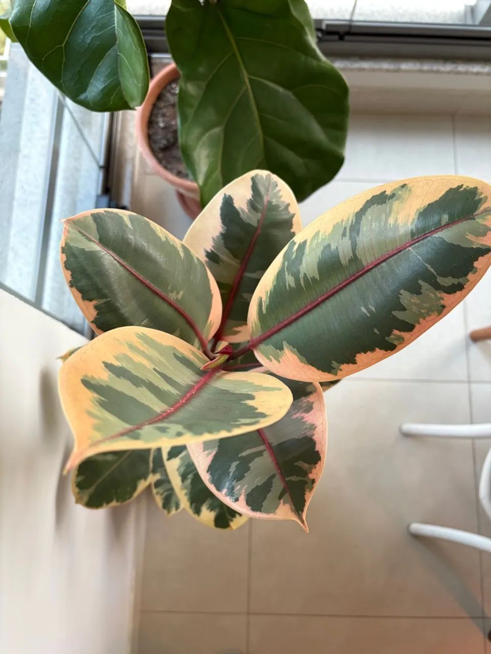 Planta Ficus Elástica Ruby