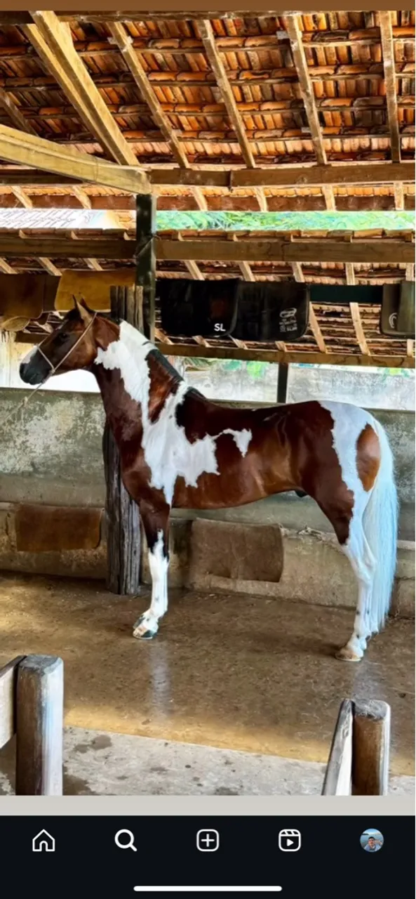 Semên / Cobertura Mangalarga Marchador