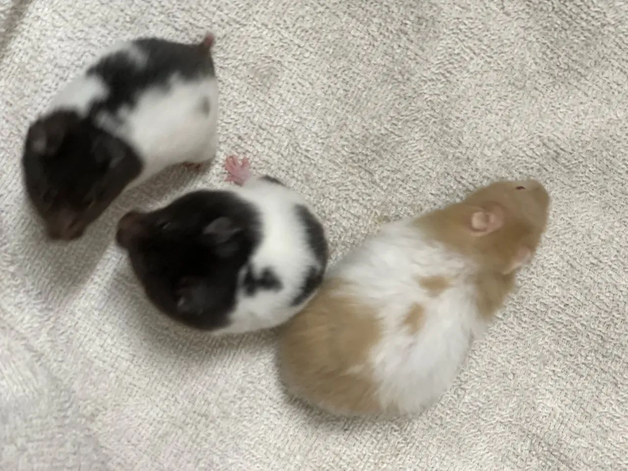 Hamster sírio disponível  - Foto 4