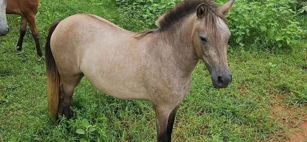 Cavalos , Éguas e Potros - Foto 3