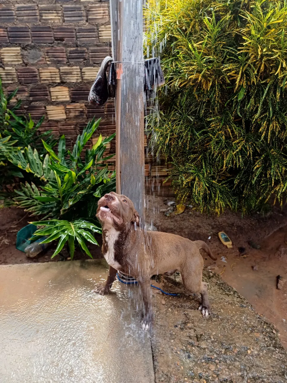 Pitbull para adoção