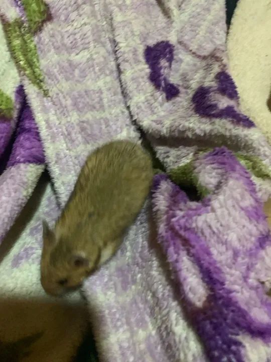  Hamster+ casa $180 - Foto 3