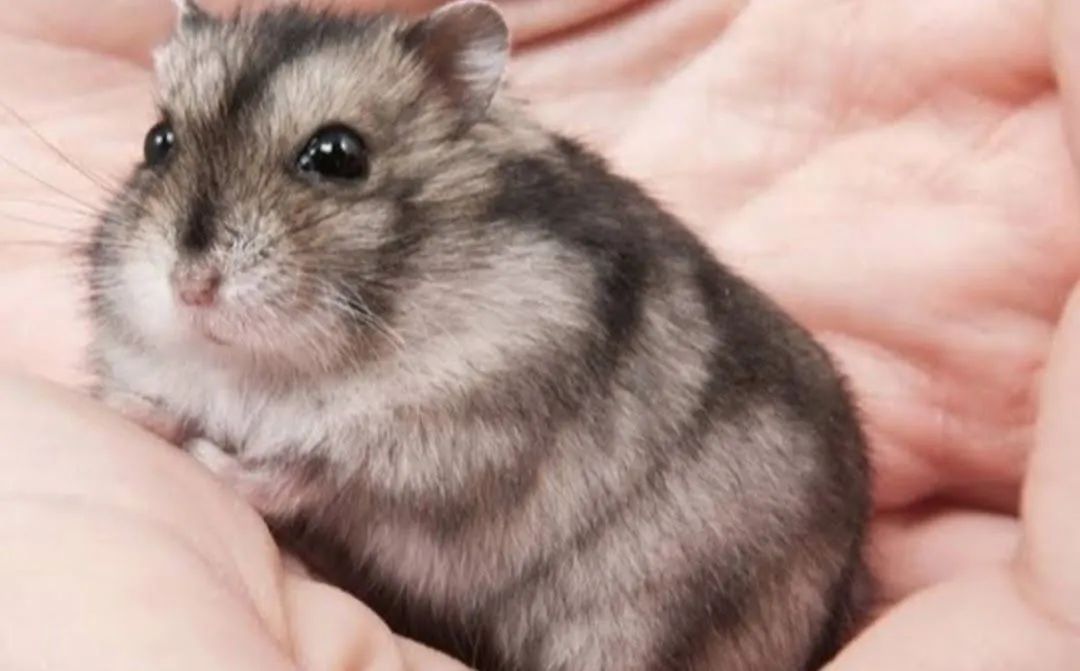 Hamster fofinho - Foto 2