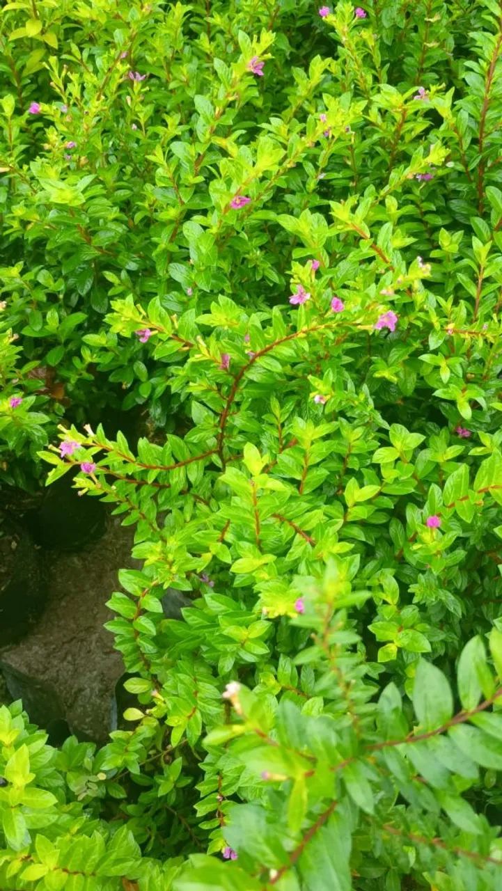 Muda de planta com flores - Foto 2