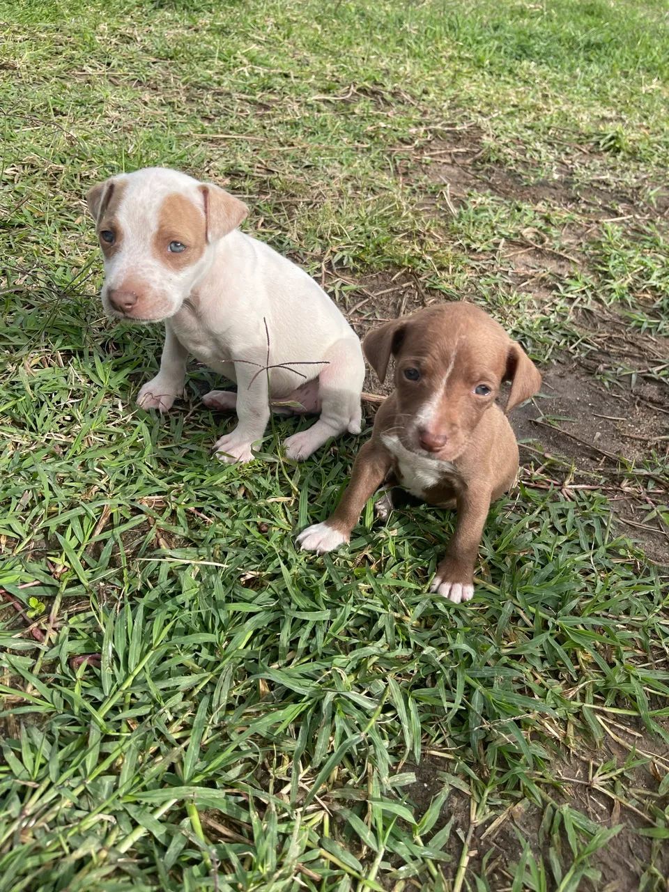 Vendo filhote de pitbull com viadeiro pampeano 