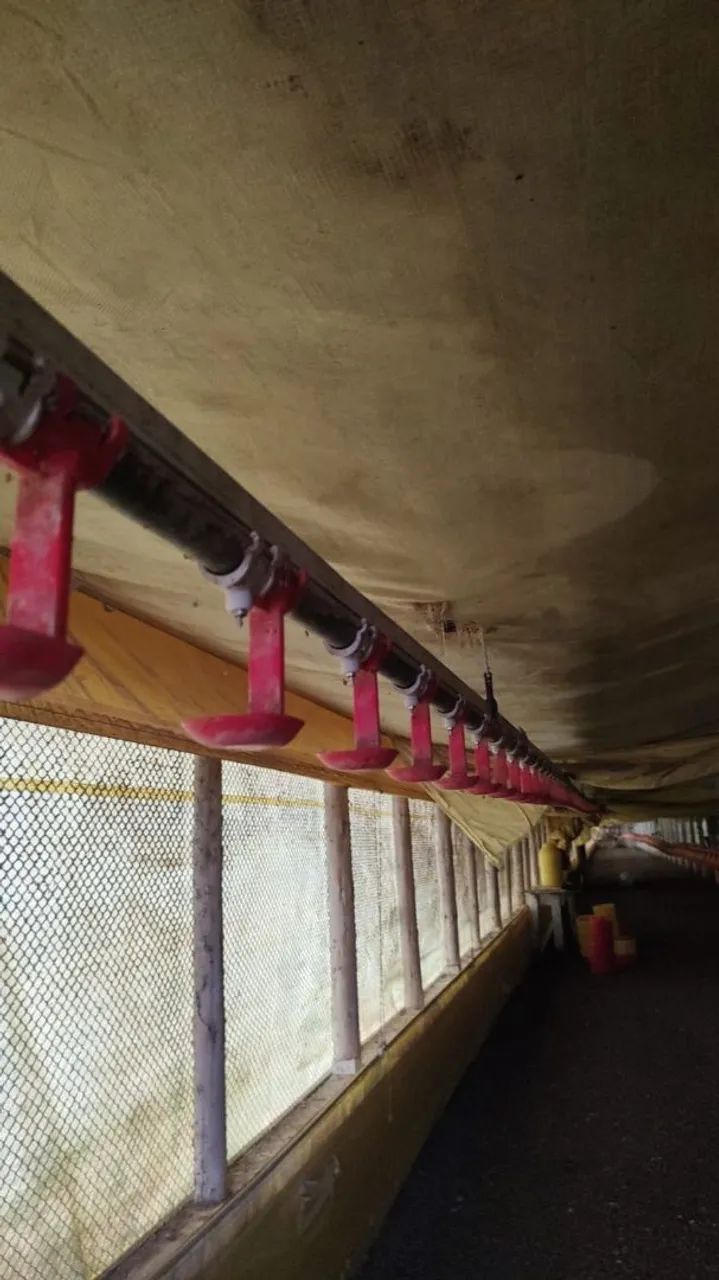 Bebedouro para aves plasson e automático plasson 
