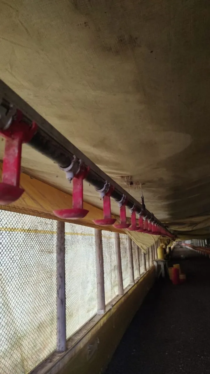 Bebedouro para aves plasson e automático plasson