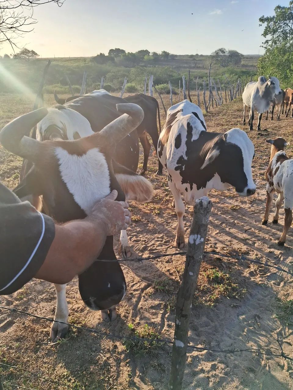 Nelore pintado - Foto 5