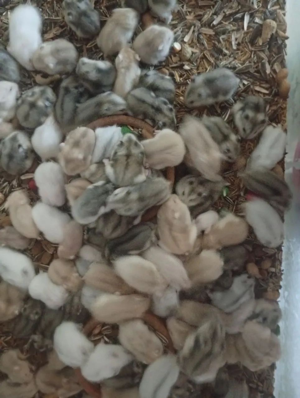 Hamster anão russo agente cores variadas disponível no atacado