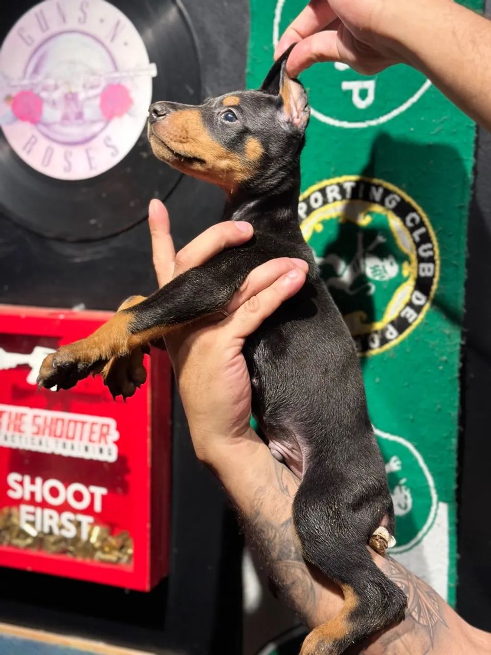 Dobermann filhote - Foto 3