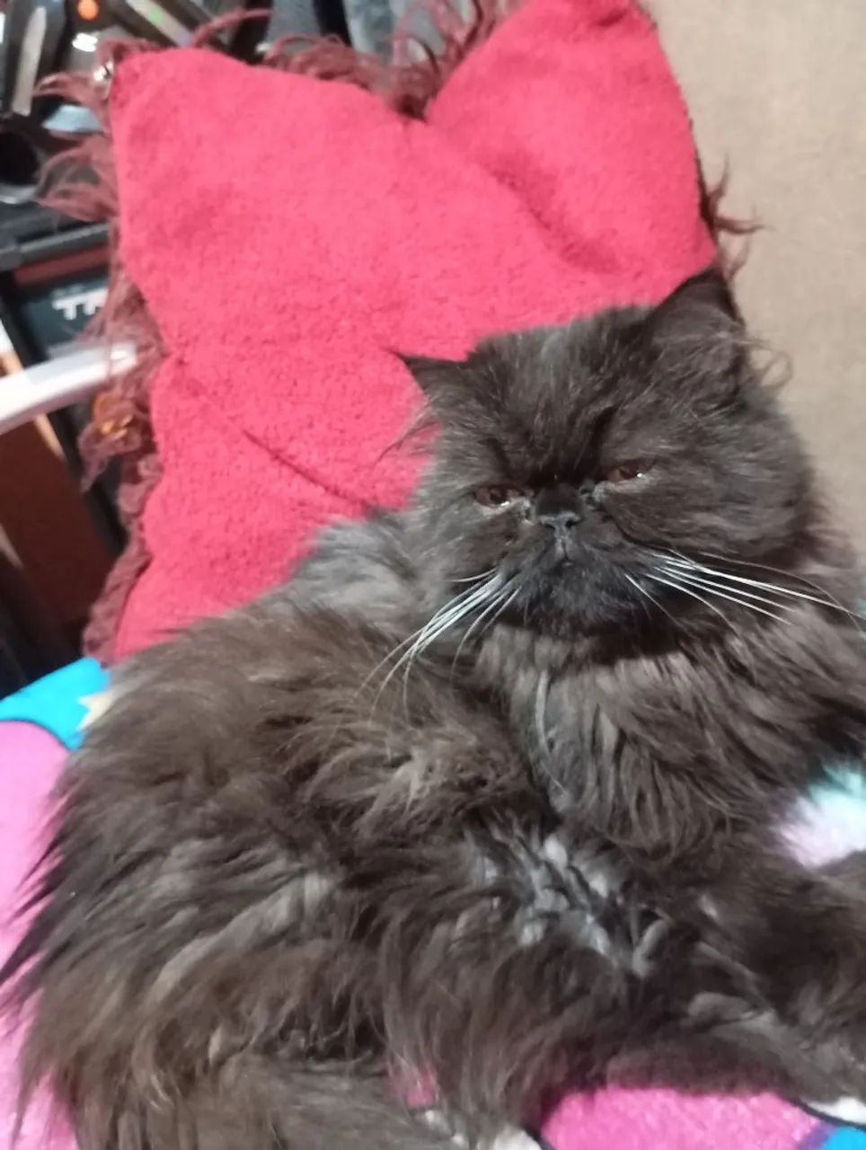 Gata persa prenha  - Foto 6