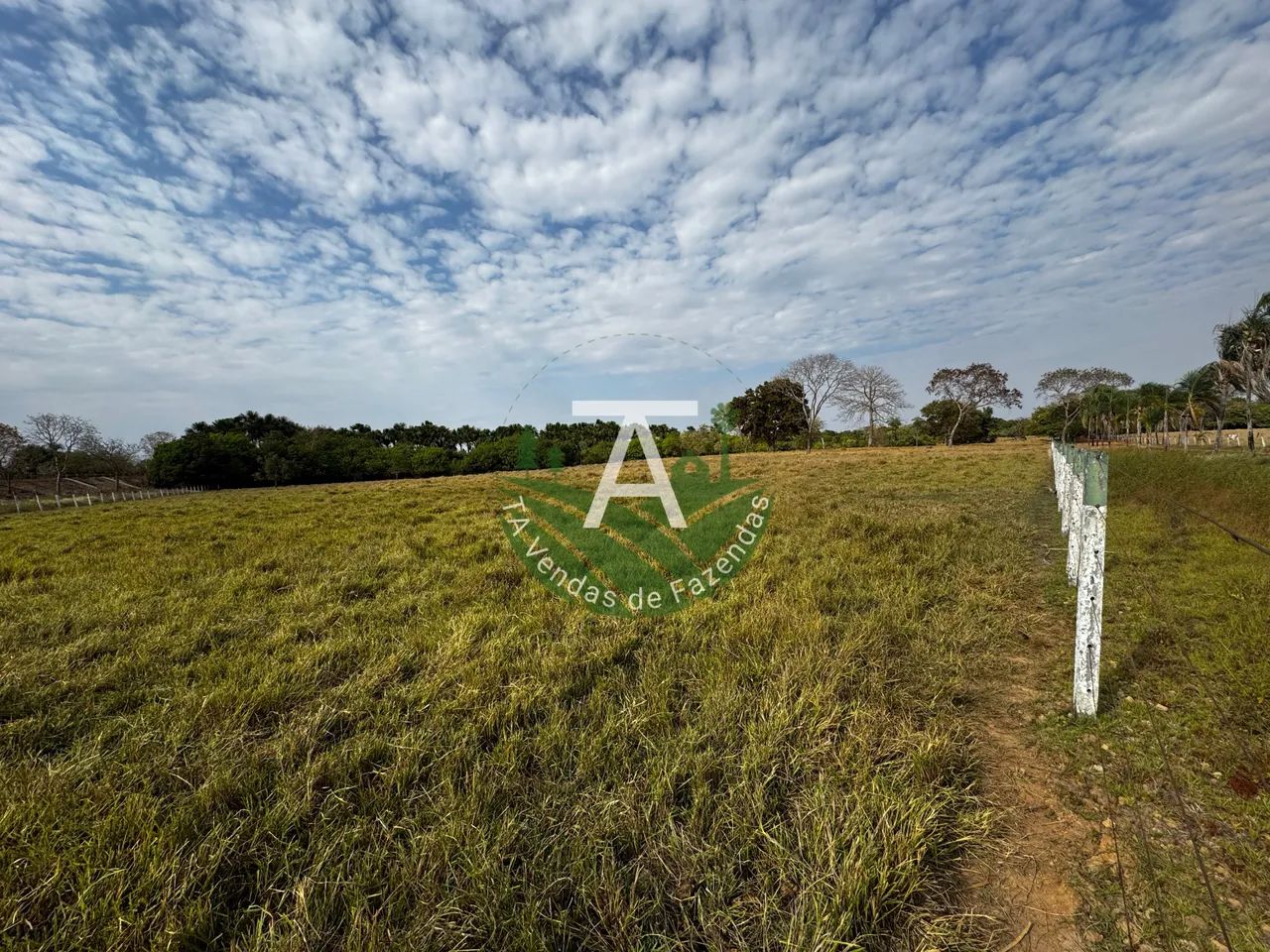 Fazenda de 29,5 alq em Matrinchã GO - Foto 2