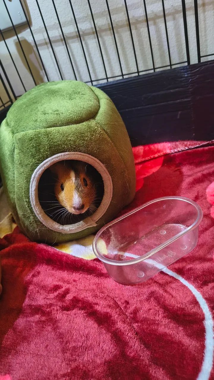 Porquinha da índia fêmea 4 meses (com toca e comedouro) - Foto 4