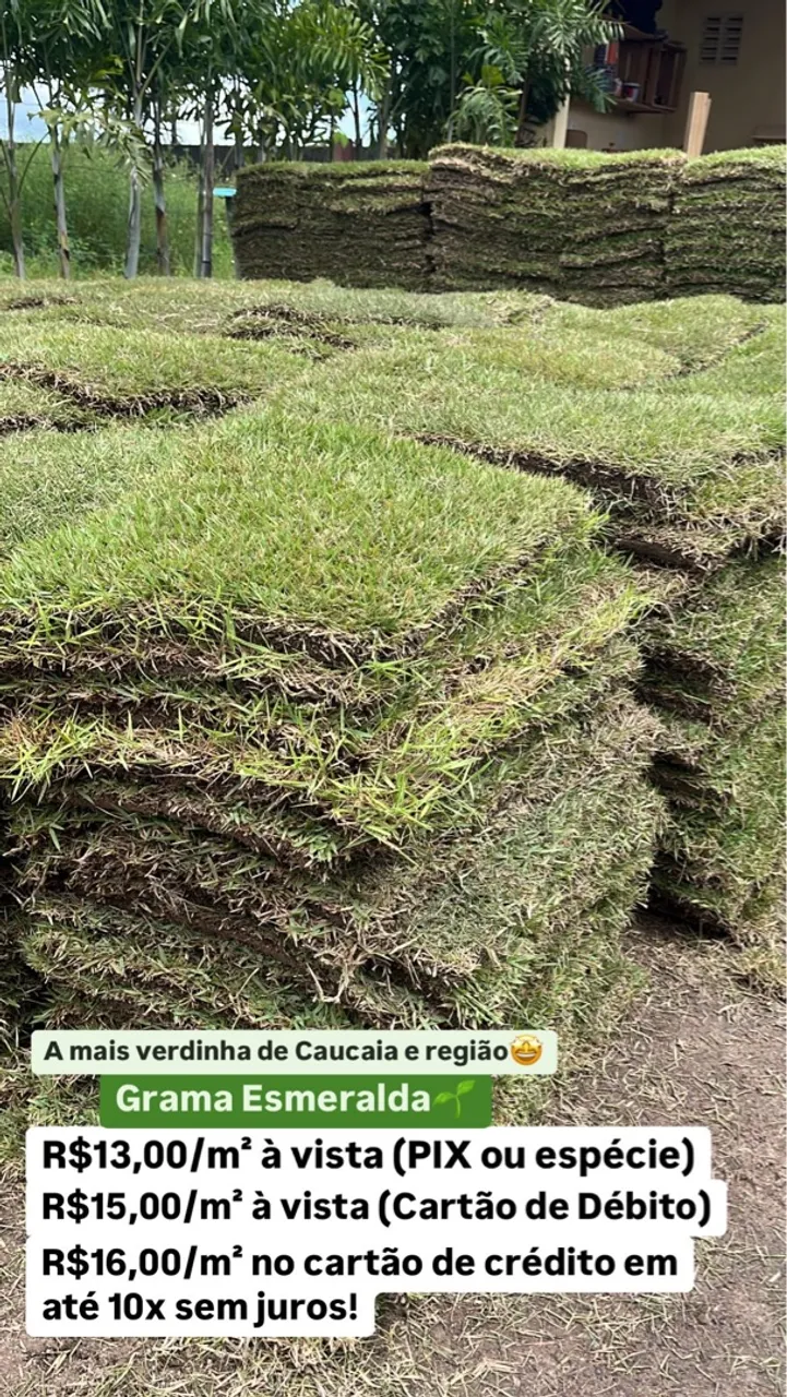 Grama esmeralda