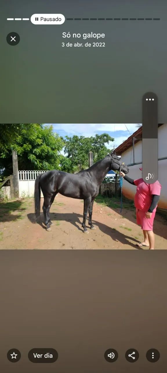 Cavalo de Vaquejada - Correndo de Direita, 6 Anos, Muito Dócil! - Foto 2