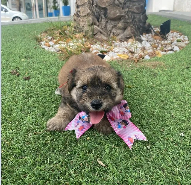 Poodle toy com shitzu caminha brinde zap (85)99990.2592