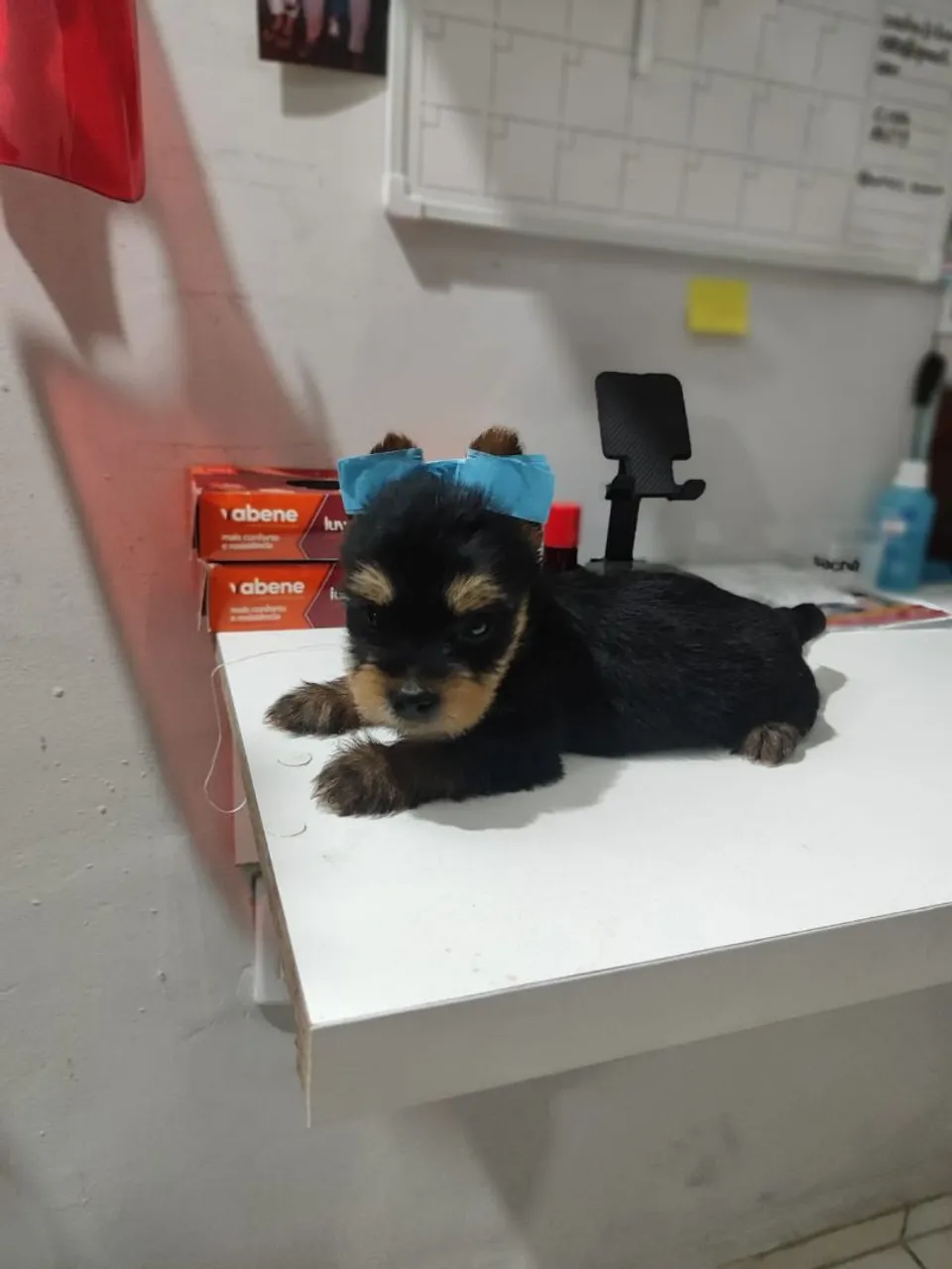 Yorkshire Terrier filhote