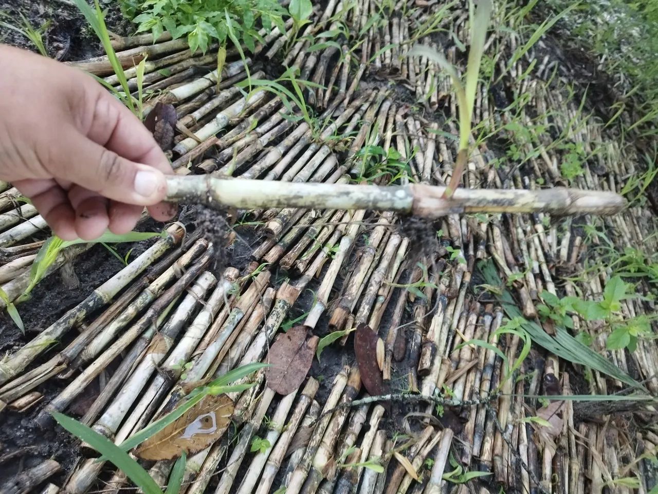 Mudas de Capiacu para Plantio