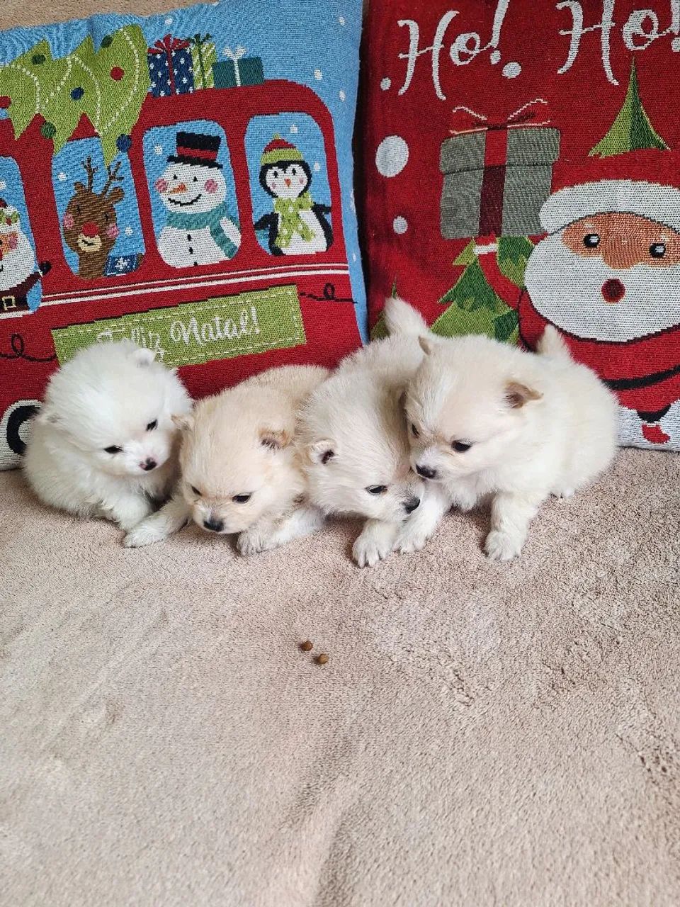 Isptz machinho  - Foto 5