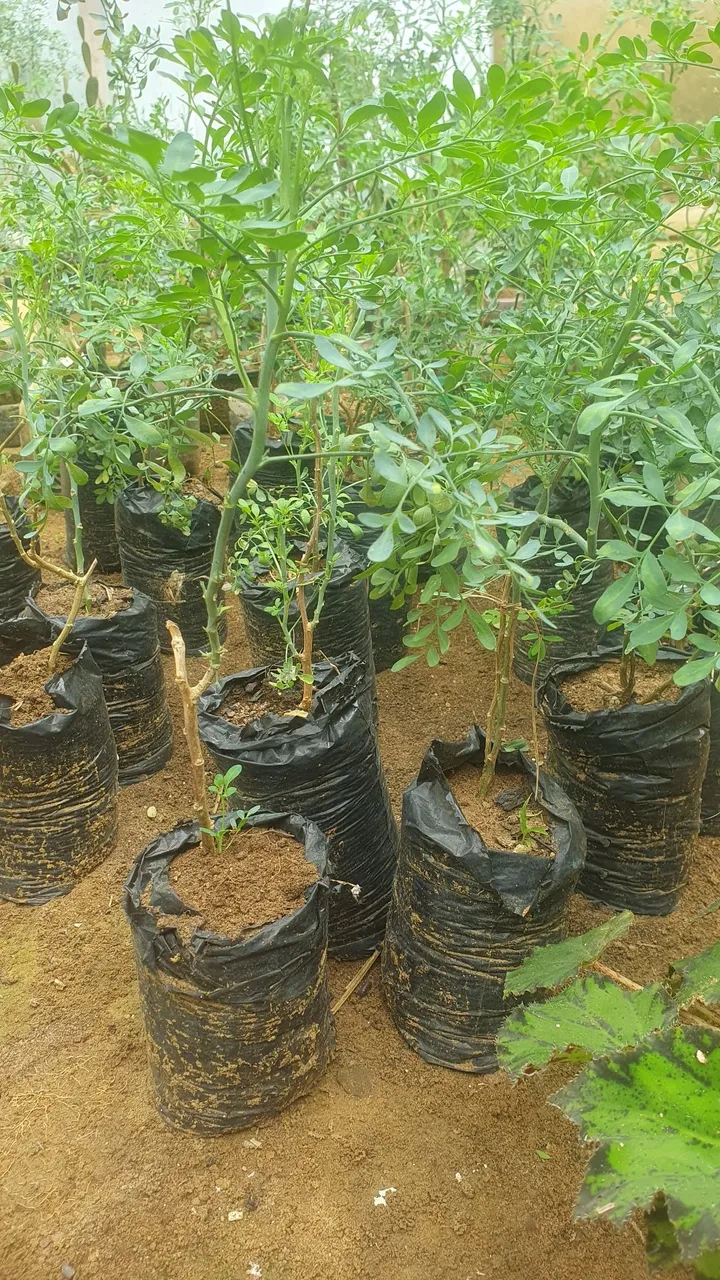 Venda