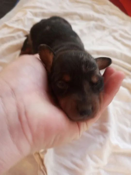 Filhote de cofap alerquim  - Foto 2