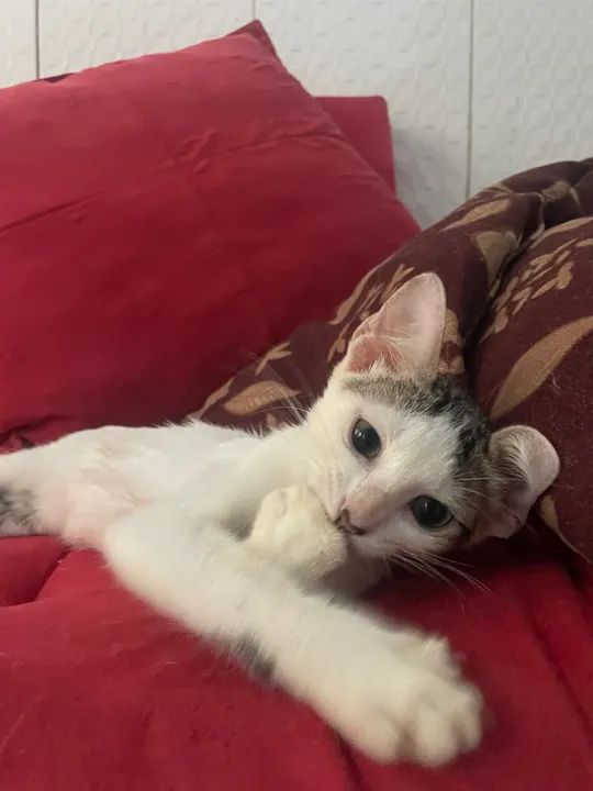 Gatinho branco e cinza fofinho para adoção