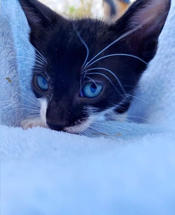 Gatinhos fofinhos para adoção - Foto 2