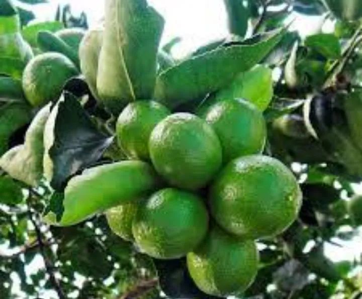 Limão Siciliano e Tahiti  - Foto 3