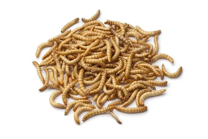 Larva de Tenébrio Molitor Proteína Animal
